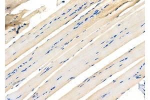 ABIN6265833 and ABIN6277102 at 1/100 staining Rat muscle tissue by IHC-P. (UAP1 anticorps  (Internal Region))