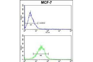 mouse BID Antibody (S61) FC analysis of MCF-7 cells (bottom histogram) compared to a negative control cell (top histogram). (BID anticorps  (AA 39-68))