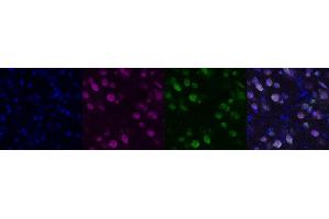 Immunohistochemistry (IHC) image for anti-Neuro-Oncological Ventral Antigen 1 (NOVA1) antibody (ABIN7456055) (NOVA1 anticorps)