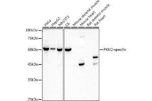 Western blot analysis of extracts of various cell lines, using PKM2-specific antibody (ABIN7269779) at 1:1000 dilution. (PKM2 anticorps)