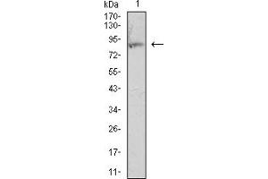Western blot analysis using CD18 mouse mAb against HL-60 (1) cell lysate.