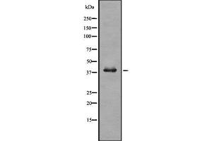 Western blot analysis of TRIB3 using COLO205 whole  lysates. (TRIB3 anticorps  (N-Term))