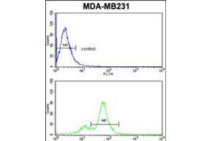 Flow cytometric analysis of MDA-MB231 cells (bottom histogram) compared to a negative control cell (top histogram). (CYP2A13 anticorps  (C-Term))