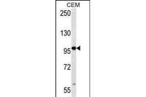 RNF43 Antibody (C-term) (ABIN657128 and ABIN2846272) western blot analysis in CEM cell line lysates (35 μg/lane). (RNF43 anticorps  (C-Term))