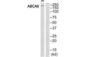 Western blot analysis of extracts from 293 cells, using ABCA6 antibody. (ABCA6 anticorps  (C-Term))
