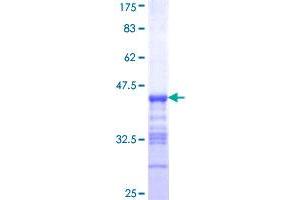 phosphodiesterase 3B, CGMP-Inhibited (PDE3B) (AA 401-500) protein (GST tag)