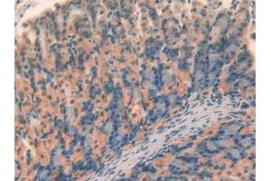 IHC-P analysis of Mouse Stomach Tissue, with DAB staining. (SERPINA7 anticorps  (AA 127-393))