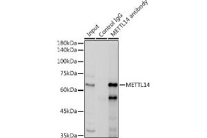 Immunoprecipitation analysis of 300 μg extracts of HepG2 cells using 3 μg METTL14 antibody (ABIN6131104, ABIN6143759, ABIN6143760 and ABIN6224625). (METTL14 anticorps  (AA 1-210))
