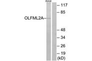 Western Blotting (WB) image for anti-Olfactomedin-Like 2A (OLFML2A) (AA 311-360) antibody (ABIN2890951) (OLFML2A anticorps  (AA 311-360))