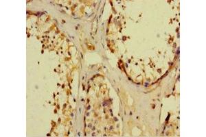 Immunohistochemistry of paraffin-embedded human testis tissue using ABIN7161898 at dilution of 1:100 (NR1I3 anticorps  (AA 2-351))