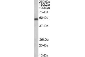 ABIN184559 (0. (SEC61A1 anticorps  (C-Term))
