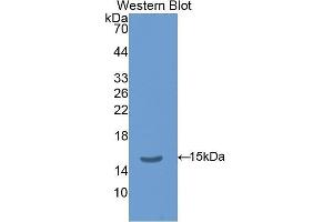 Western Blotting (WB) image for anti-Thyroid Stimulating Hormone, beta (TSHB) (AA 21-138) antibody (ABIN1078577) (TSHB anticorps  (AA 21-138))