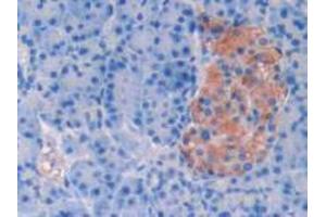 IHC-P analysis of Human Pancreas Tissue, with DAB staining. (SERPINA6 anticorps  (AA 218-378))