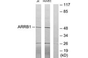 Western blot analysis of extracts from Jurkat/HuvEc cells, using ARRB1 Antibody. (beta Arrestin 1 anticorps  (AA 369-418))