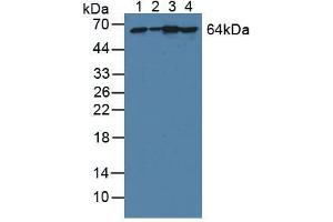 Figure. (Phosphoglucomutase 1 anticorps  (AA 1-235))