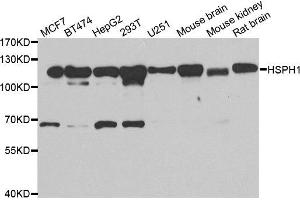 Western blot analysis of extracts of various cell lines, using HSPH1 antibody. (HSPH1 anticorps)