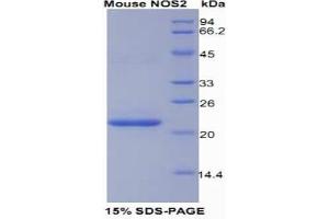 SDS-PAGE (SDS) image for Nitric Oxide Synthase 2, Inducible (NOS2) (AA 43-213) protein (His tag) (ABIN1080381) (NOS2 Protein (AA 43-213) (His tag))