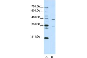 Western Blotting (WB) image for anti-Zinc Finger Protein 488 (ZNF488) antibody (ABIN2462000) (ZNF488 anticorps)