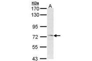 Image no. 1 for anti-Frizzled Family Receptor 1 (Fzd1) (AA 1-15) antibody (ABIN467506) (FZD1 anticorps  (AA 1-15))