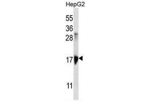 KRTAP1-3 Antibody (Center) western blot analysis in HepG2 cell line lysates (35µg/lane). (KRTAP1-3 anticorps  (Middle Region))