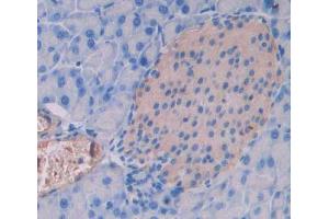 IHC-P analysis of pancreas tissue, with DAB staining. (PTPRN2 anticorps  (AA 782-1001))