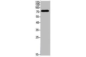 Western Blot analysis of HeLa cells using Acetyl-Ub (K48) Polyclonal Antibody
