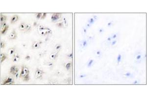Immunohistochemistry analysis of paraffin-embedded human brain tissue, using Amylin Antibody. (Amylin/DAP anticorps  (AA 1-50))
