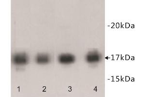 Western Blotting (WB) image for anti-Histone Cluster 1, H3f (HIST1H3F) (3meLys9) antibody (ABIN1854994) (HIST1H3F anticorps  (3meLys9))