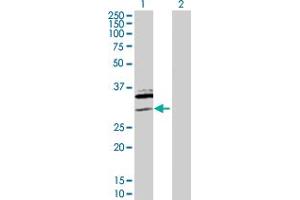 Western Blot analysis of SAP30 expression in transfected 293T cell line by SAP30 MaxPab polyclonal antibody. (SAP30 anticorps  (AA 1-220))