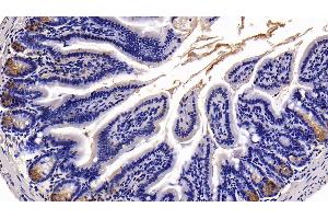 Detection of TFF2 in Mouse Colon Tissue using Polyclonal Antibody to Trefoil Factor 2 (TFF2) (Trefoil Factor 2 anticorps  (AA 25-127))