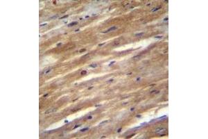 Immunohistochemistry analysis in formalin fixed and paraffin embedded mouse heart tissue reacted with FSD2 Antibody (N-term) followed by peroxidase conjugation of the secondary antibody and DAB staining. (FSD2 anticorps  (N-Term))
