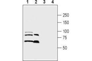 Western blot analysis of human THP-1 acute monocytic leukemia cell lysate (lanes 1 and 3) and human MDA-231 breast adenocarcinoma cell lysate (lanes 2 and 4): - 1,2.