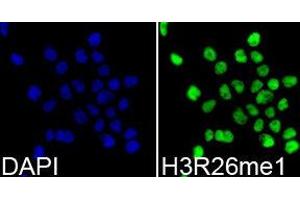 Immunofluorescence (IF) image for anti-Histone H3 (H3) (H3R26me) antibody (ABIN1873017) (Histone 3 anticorps  (H3R26me))