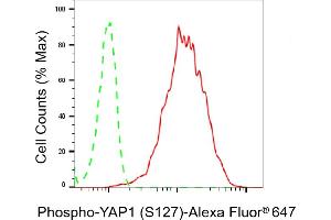 Flow cytometric analysis of Phospho-YAP1 (S127) expression in HepG2 cells using Phospho-YAP1 (S127) antibody (ABIN7800882), 1:2,000). (Recombinant YAP1 anticorps  (pSer127))