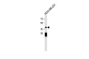 Anti-OPRM1 Antibody (Center) at 1:500 dilution + MDA-MB-231 whole cell lysate Lysates/proteins at 20 μg per lane. (Mu Opioid Receptor 1 anticorps  (AA 161-187))