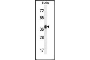 Western blot analysis of Folate receptor alpha Antibody (N-term) in Hela cell line lysates (35ug/lane). (FOLR1 anticorps  (N-Term))