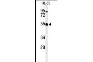 Western blot analysis of HS2ST1 Antibody (N-term) (ABIN391988 and ABIN2841776) in HL-60 cell line lysates (35 μg/lane). (HS2ST1 anticorps  (N-Term))