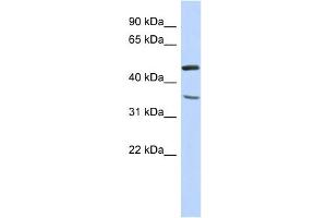 WB Suggested Anti-FAM81B Antibody Titration: 0. (FAM81B anticorps  (N-Term))