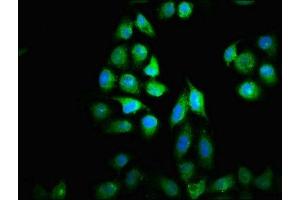 Immunofluorescence staining of Hela cells with ABIN7149388 at 1:33, counter-stained with DAPI. (NUBP2 anticorps  (AA 54-170))
