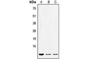 Western blot analysis of SEC61B expression in HEK293T (A), Raw264.