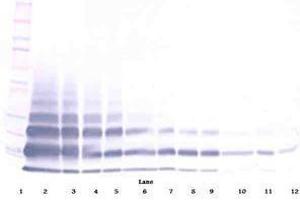 Image no. 4 for anti-Resistin Like beta (RETNLB) antibody (ABIN465495) (RETNLB anticorps)