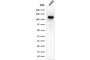 Western Blot Analysis of K562 cell lysate using CD43 Mouse Monoclonal Antibody (SPN/1094). (CD43 anticorps)