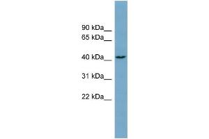 WB Suggested Anti-DNAJC25 Antibody Titration:  0. (DNAJC25 anticorps  (Middle Region))