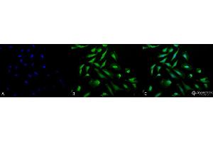 anti-Cell Division Cycle 37 Homolog (S. Cerevisiae) (CDC37) antibody