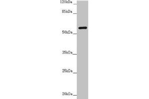 Western blot All lanes: CEP57 antibody at 3. (CEP57 anticorps  (AA 1-240))