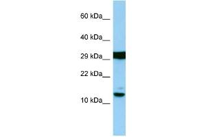 Host: Rabbit Target Name: H2AFJ Sample Type: RPMI-8226 Whole Cell lysates Antibody Dilution: 1.