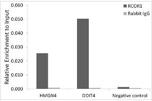 Chromatin immunoprecipitation analysis of extracts of HepG2 cells, using CoREST/RCOR1 antibody (ABIN6128626, ABIN6146830, ABIN6146831 and ABIN6216621) and rabbit IgG. (CoREST anticorps  (AA 256-485))