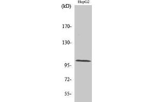 Western Blotting (WB) image for anti-Actinin, alpha 2/3 (ACTN2/3) (N-Term) antibody (ABIN3173667) (ACTN2/3 anticorps  (N-Term))