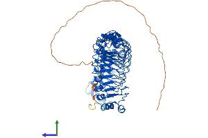 AlphaFold protein structure predicition of Mouse Recombinant Shoc2 Protein, UniprotID O88520