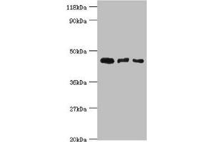 Western blot All lanes: Calreticulin-3 antibody at 4 μg/mL Lane 1: Hela whole cell lysate Lane 2: HepG2 whole cell lysate Lane 3: Rat gonad tissue Secondary Goat polyclonal to rabbit IgG at 1/10000 dilution Predicted band size: 45 kDa Observed band size: 45 kDa (Calreticulin 3 anticorps  (AA 135-384))